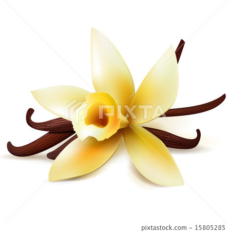 Vanilla flower and pods 15805285