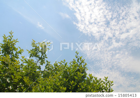 春天的天空(Haru Sora) 春天的天空(Haru Sora) 15805413