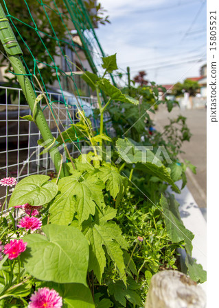 綠色的窗簾 綠色的窗簾 15805521