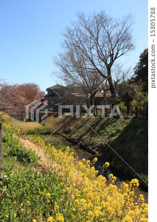 春天Uekinuma Funabori 15805788