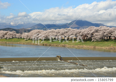 After the storm Shiraishikawa river at first Senbonzakura 15805799