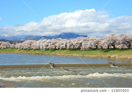 After the storm Shiraishikawa river at first Senbonzakura 15805803