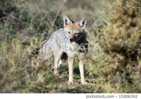 grey fox hunting on the grass grey fox hunting on the grass 15806392