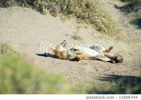 grey fox hunting on the grass 15806394
