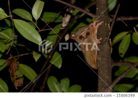 Tarsius indonesian endemic small nocturnal monkey Tarsius indonesian endemic small nocturnal monkey 15806399