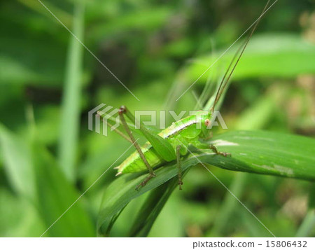 Grasshopper Grasshopper 15806432