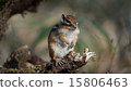 Chipmunk 15806463