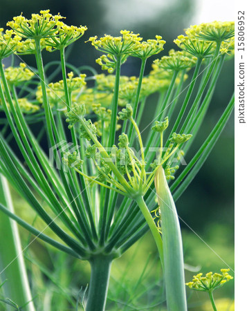 Fresh green fennel 15806952