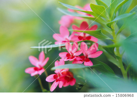 Himehimeorishigaru iris which colors the corner of the garden 15806968