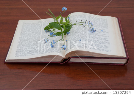 Open book with forget me not flower 15807294