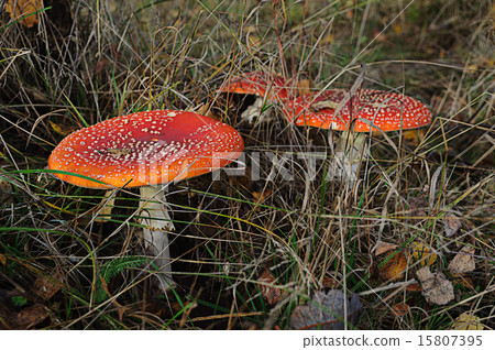 Amanita in forest Amanita in forest 15807395