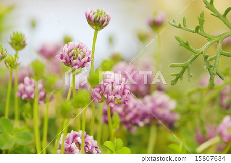 Clover flowers 15807684
