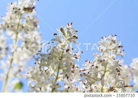 Silver prepet flowers 15807710
