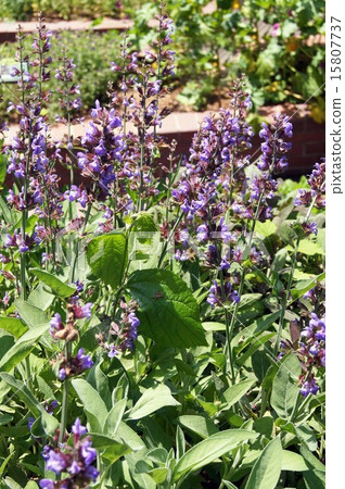 Common Sage Common Sage 15807737
