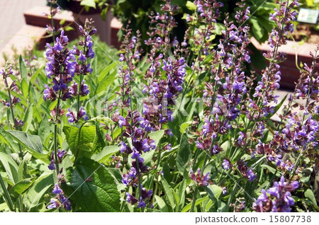 Common Sage Common Sage 15807738