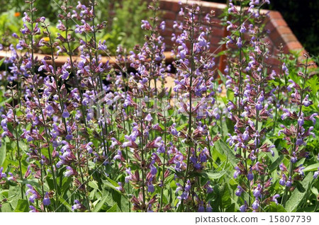 Common Sage Common Sage 15807739