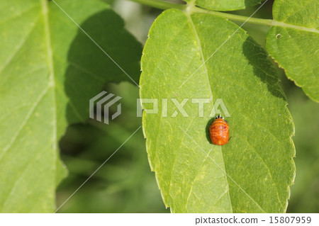 The pupa of Namitentou The pupa of Namitentou 15807959