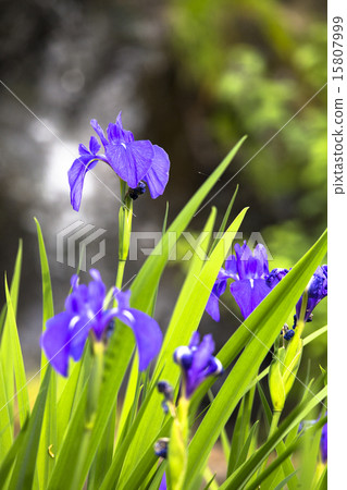 Oysterbata 2 15807999