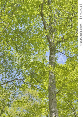 Forest bathing 15808031