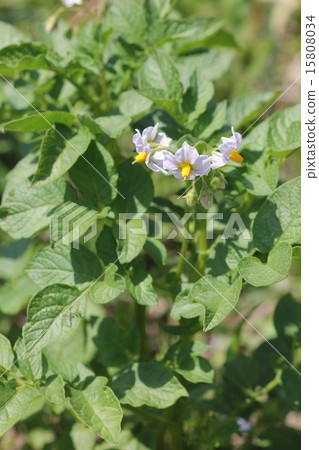 Potato flowers 01 15808034
