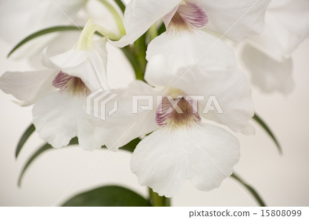 Dendrovium Dendrovium 15808099