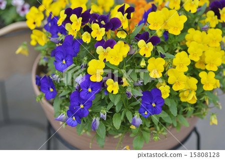 三色堇 三色堇 15808128