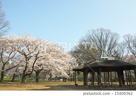 代代木公園的櫻花 代代木公園的櫻花 15808362