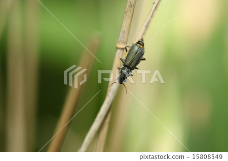 Living thing insects turmoil, turmoil, turquoise, yellow matte wings are working on the blue green body of mat feeling Living thing insects turmoil, turmoil, turquoise, yellow matte wings are working on the blue green body of mat feeling 15808549