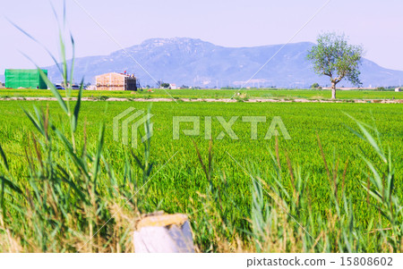 Rice fields at Ebro Delta Rice fields at Ebro Delta 15808602