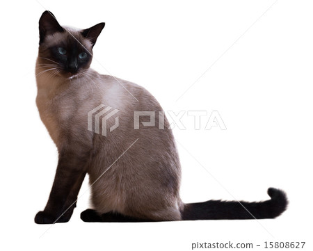 Sitting Siamese cat Sitting Siamese cat 15808627