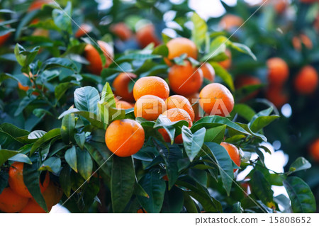 tangerin tree with mandarins tangerin tree with mandarins 15808652