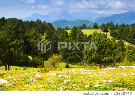 mountains with pine trees. Pyrenees, Catalonia 15808747