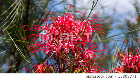 Grevillea johnsonii plant Grevillea johnsonii plant 15808771