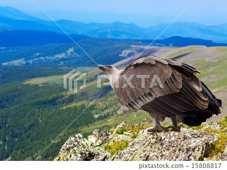 Griffon   in wildness area 15808817