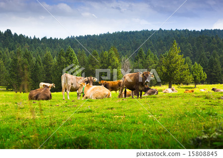 Few cows in meadow Few cows in meadow 15808845