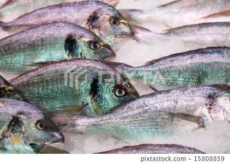 Raw fresh fish on  counter 15808859