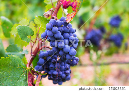 grapes at vineyards plant grapes at vineyards plant 15808861