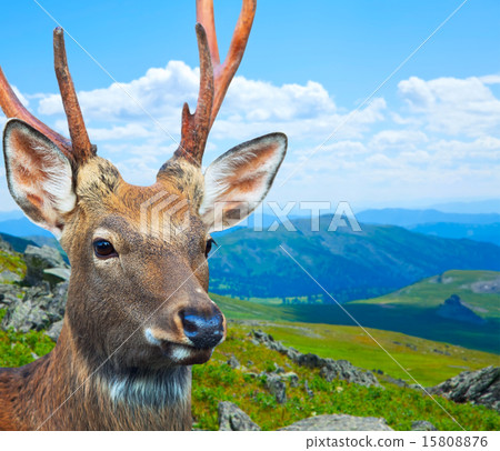 Sika deer (Cervus nippon) 15808876