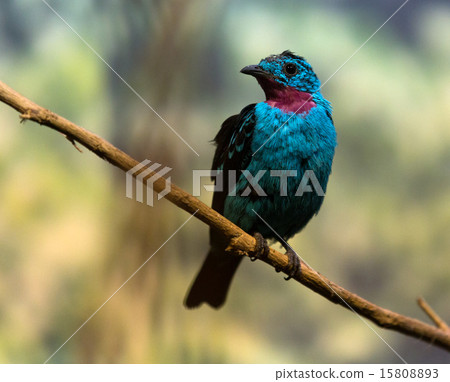 spangled cotinga spangled cotinga 15808893
