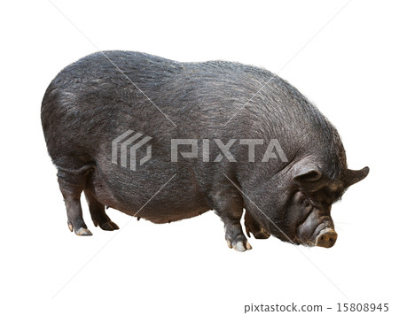 pig over white background pig over white background 15808945