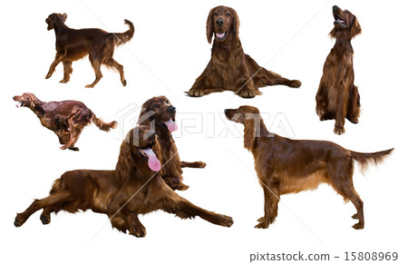 Set of Irish Setters on white 15808969