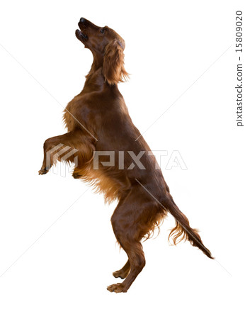 Irish Setter 15809020