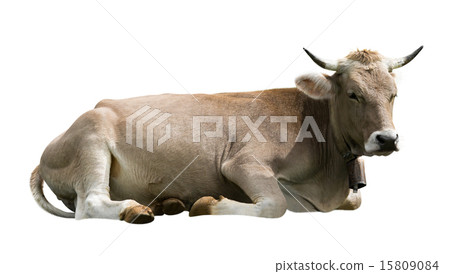 Cow Cow 15809084