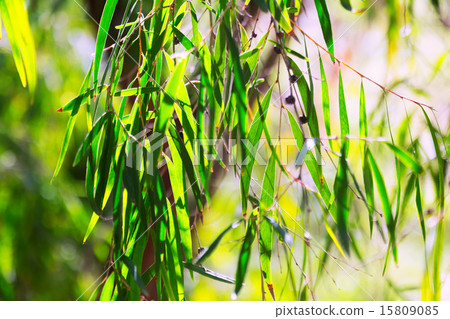 willow pepermint   plant  in spring 15809085