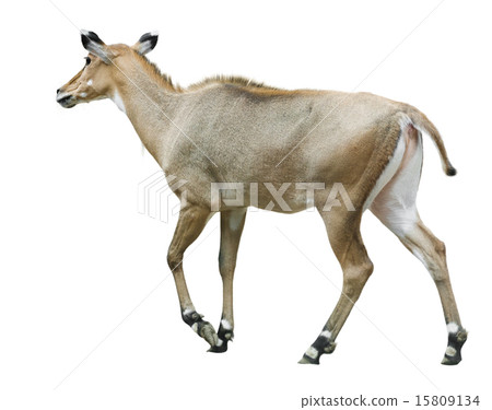 Nilgai (Boselaphus tragocamelus) Nilgai (Boselaphus tragocamelus) 15809134