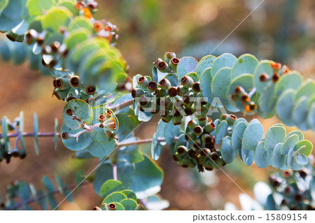 Book-leaf mallee  plant 15809154