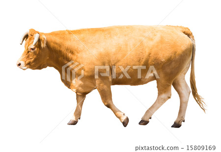 Adult cow 15809169