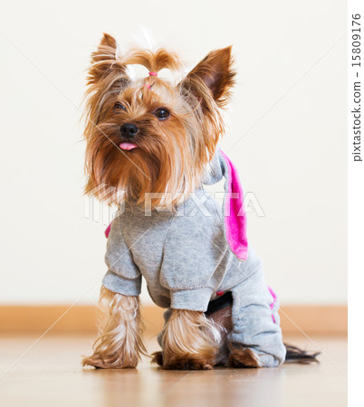 Funny Yorkshire Terrier in overall Funny Yorkshire Terrier in overall 15809176