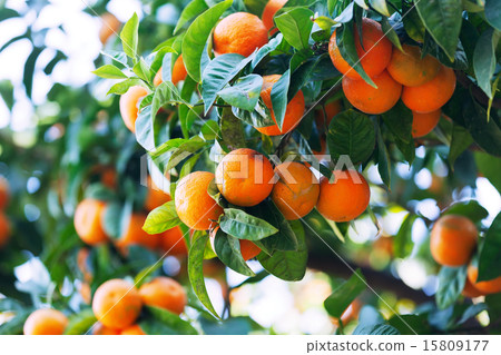 tangerin tree with mandarins in orchard tangerin tree with mandarins in orchard 15809177