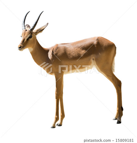 Male impala 15809181